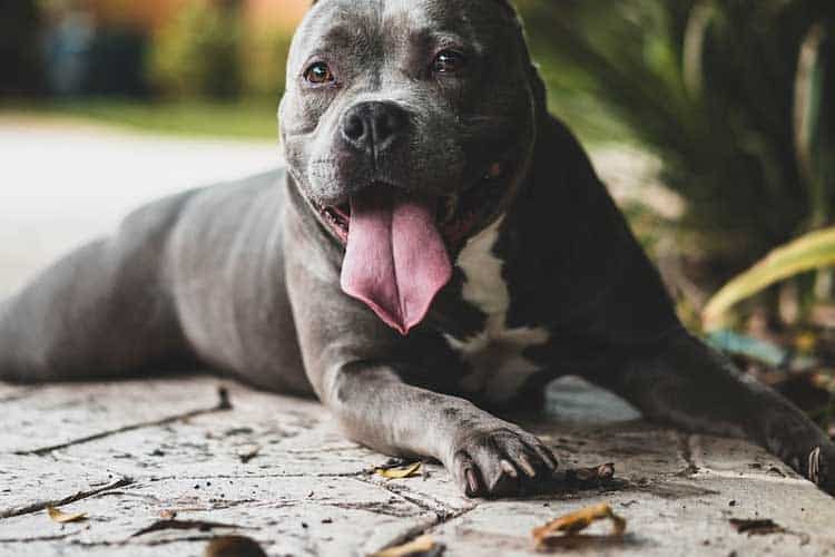 Pitbulls do get cold, but you can help with clothing, extra bedding, and blankets.