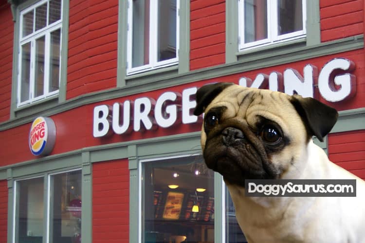 dog at burger king