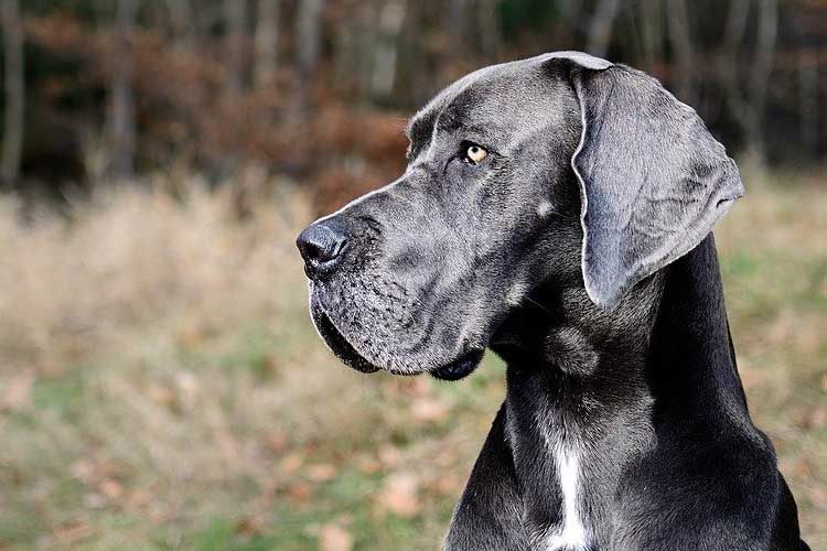 do Great Danes calm down after neutering