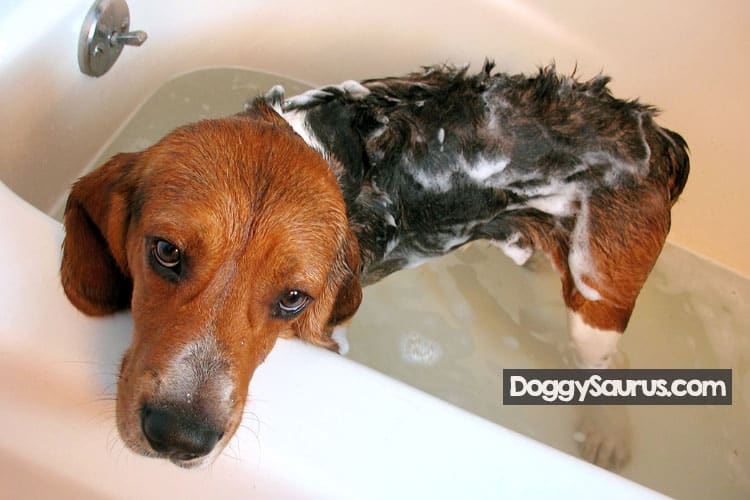 How to bathe a beagle