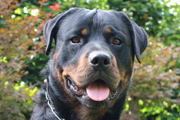 black mouth of a rottweiler