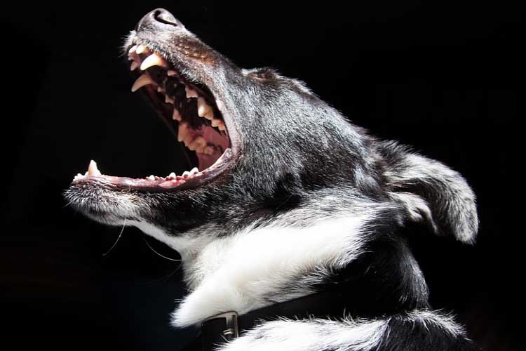 what dog breeds have black gums