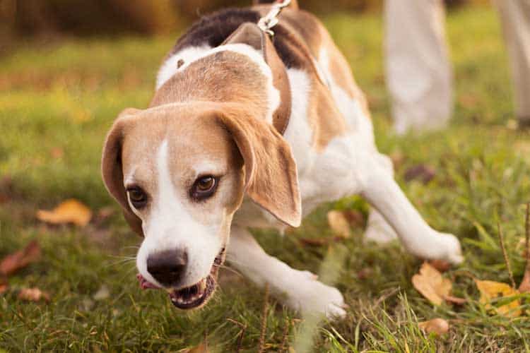 how far can a healthy beagle run