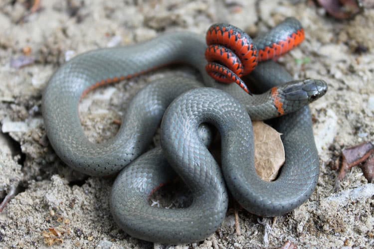 are ringneck snakes poisonous to dogs