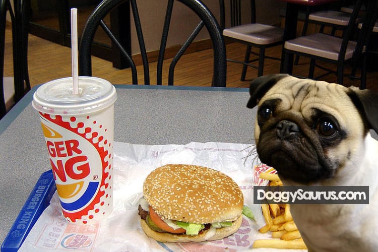 what can my dog eat from burger king