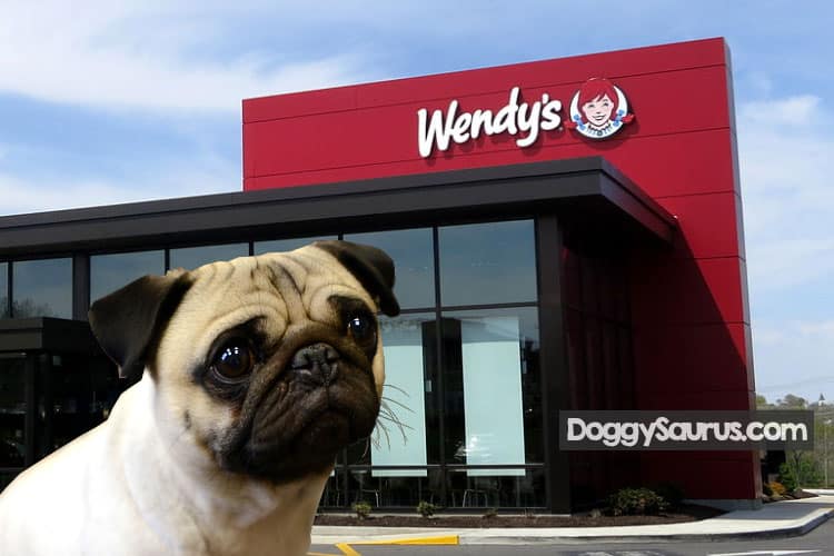 can dogs eat wendys hamburger