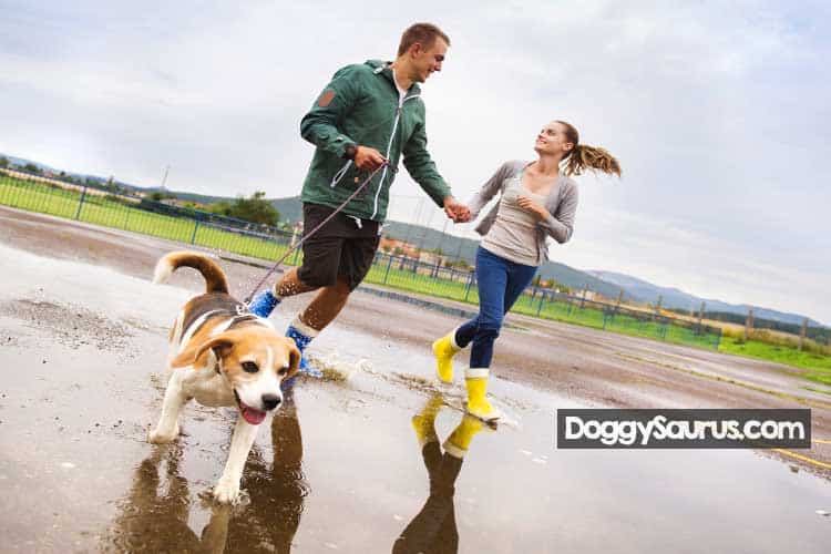 A Beagle’s webbed feet will help them grip on slippery surfaces, and could even help them to swim!