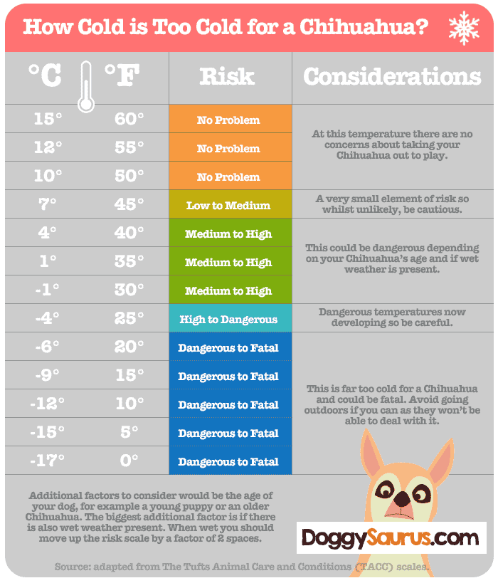 Chihuahua temperature infographic