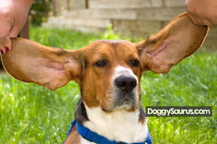 Beagle with floppy ears