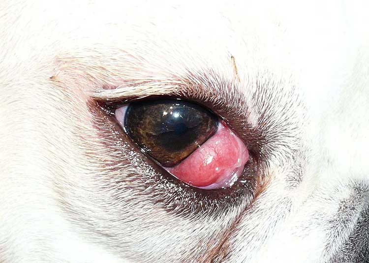 beagle cherry eye