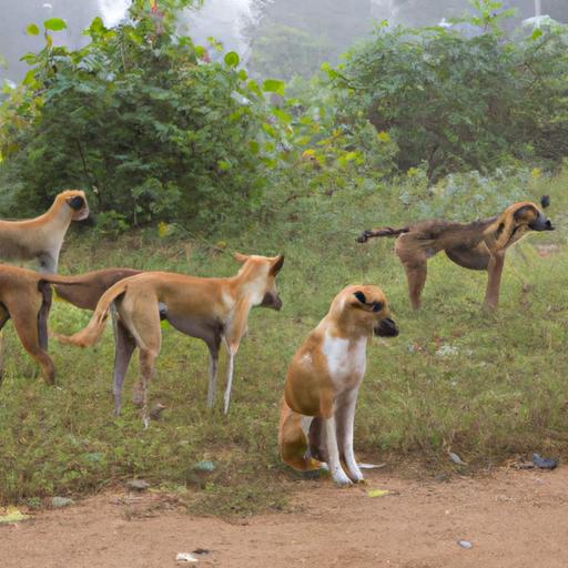 A pack of feral dogs displaying their natural behaviors in the wild