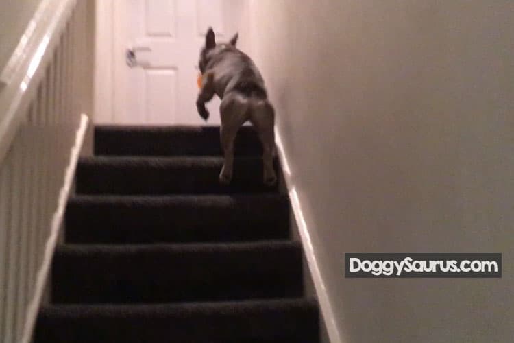 what age should puppies do stairs