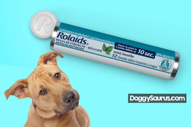 A whole packet of Rolaids could make your dog a bit sick.