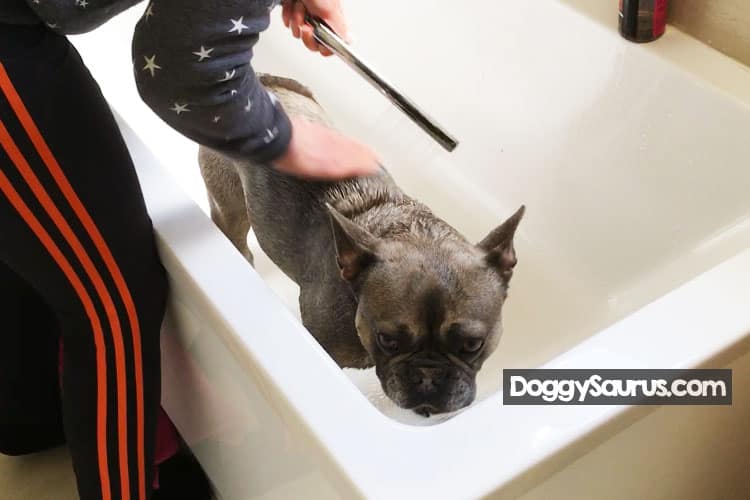 how to clean a dog after spaying neutering