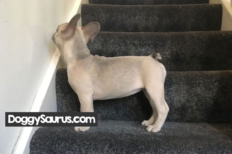 are puppies allowed to go up and down stairs