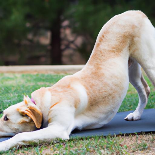 Splooting helps dogs stretch their muscles and improve flexibility.